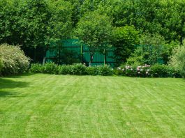 Profi-Tipps für den perfekten Rasen