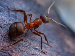 Tipps gegen Ameisen