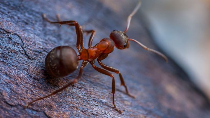 Tipps gegen Ameisen