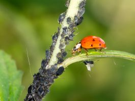 Hausmittel gegen Blattläuse